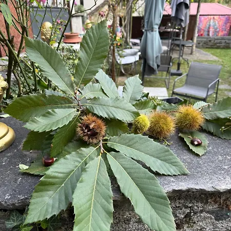 Bed & Breakfast Beat And Bloom *